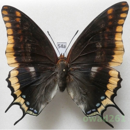 Charaxes jasius (Linnaeus, 1767) female Croatia 78mm54a